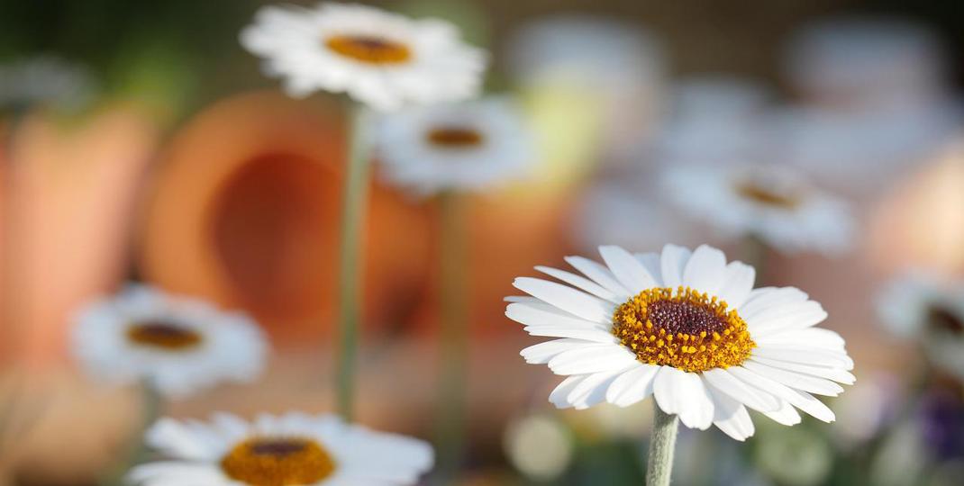 daisies in a field